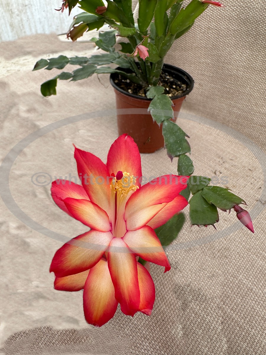 (image for) Sunny Dawn